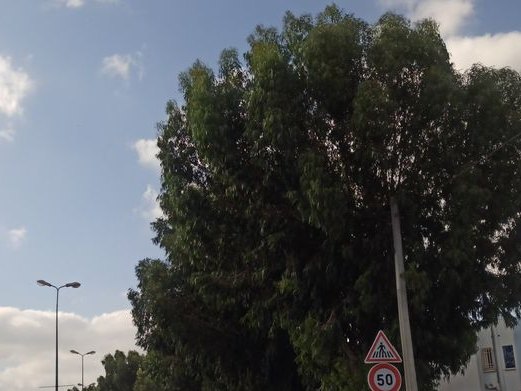 Laboratoire Orgaflam, Cité Taeib M'hiri