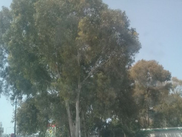 Elmarsa Gallery, La Marsa