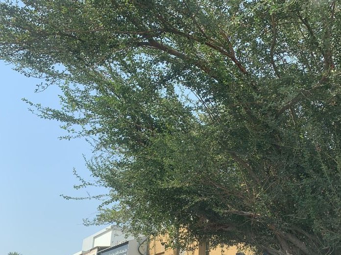 Aurora Beauty Salon, السهلة الشمالية