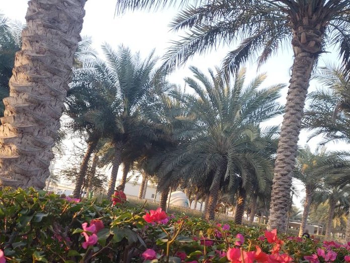 Angel Cakes Dubai Hills Park, Sidra 2