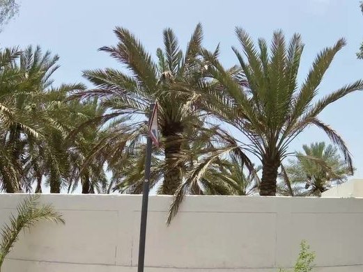 Al Jafliya Dubai Uae, Al Jaffiliya