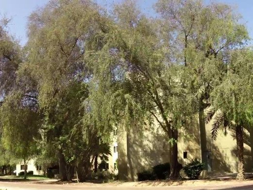 The Gardens 4, Jebel Ali, Dubai, The Gardens