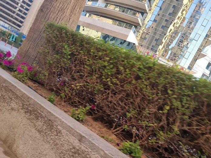 Gallus, Dubai Marina