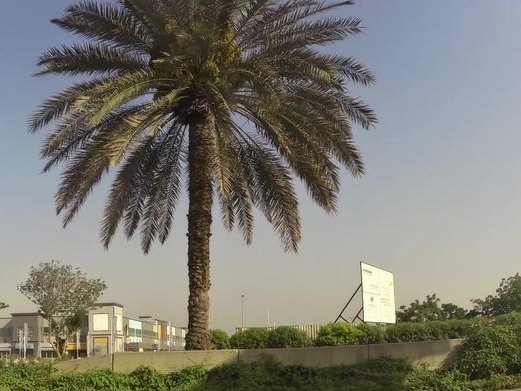 Super Kebab, Abu Hail